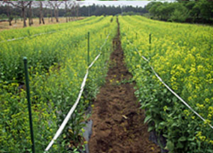 渡辺農事株式会社 / 野菜種子の生産と販売