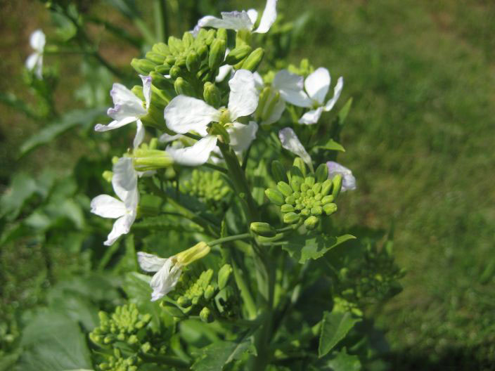 渡辺農事株式会社 / 野菜種子の生産と販売
