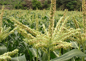 渡辺農事株式会社 / 野菜種子の生産と販売