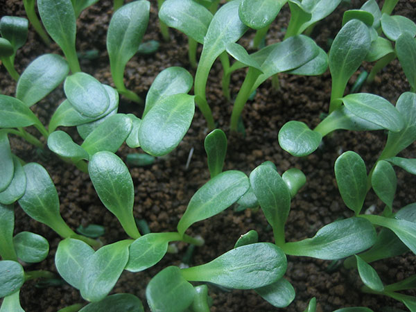 渡辺農事株式会社 / 野菜種子の生産と販売