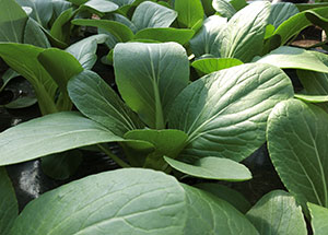 2019園芸センター