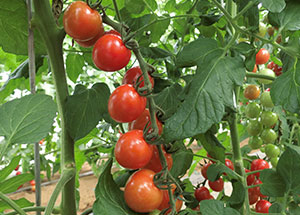 2019園芸センター