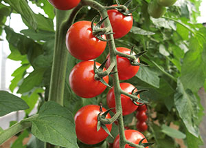 2019園芸センター