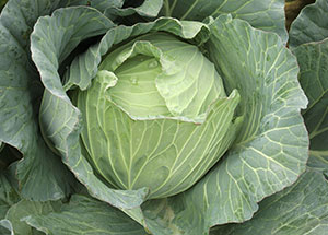 2019園芸センター