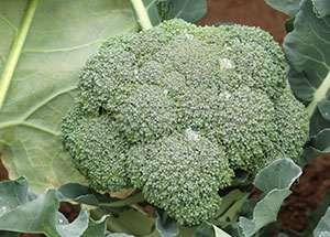 2019園芸センター