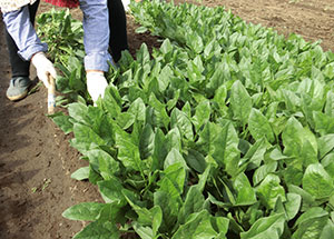 2019園芸センター