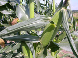 ロイシーコーン