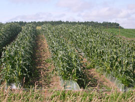 ロイシーコーン