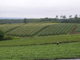 ロイシーコーン