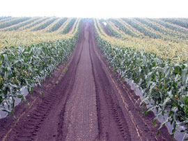 ロイシーコーン