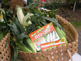 ロイシーコーン