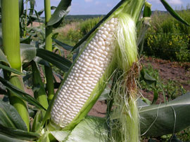 ロイシーコーン