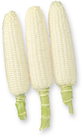 ロイシーコーン(ホワイトコーン)