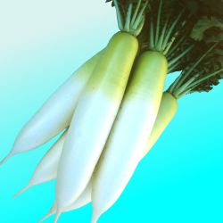 夏若(なつわか)